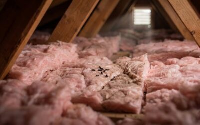 Hearing Scratching in the Attic? Rodent Activity in North Texas